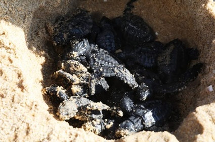  Noventa e seis filhotes de tartaruga-marinha nascem em Jaboatão dos Guararapes – G1